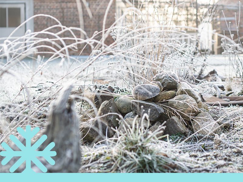 Gartenkalender für den Januar