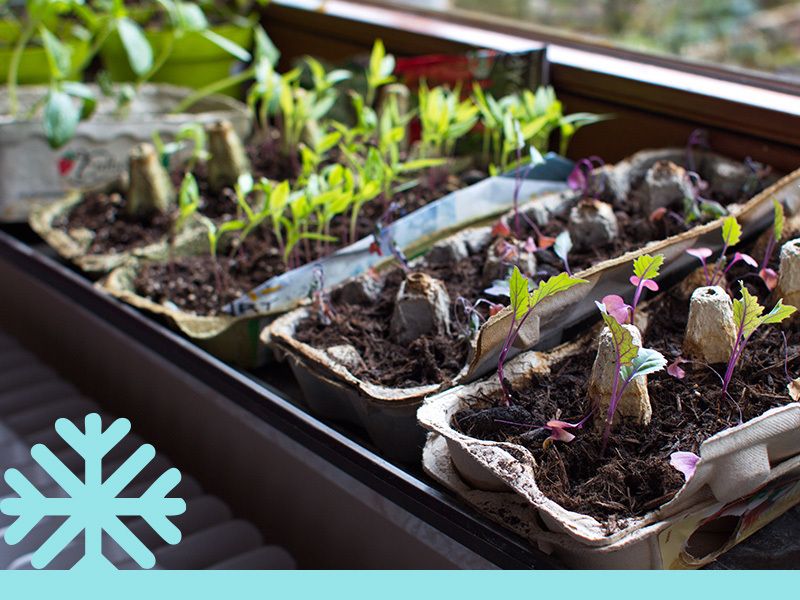 Gartenkalender für den Februar