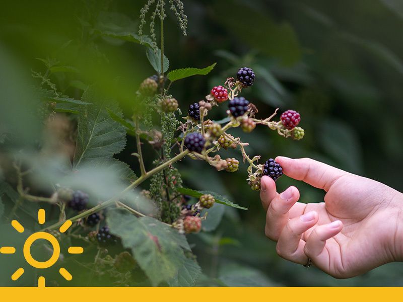 Gartenkalender für den Juli