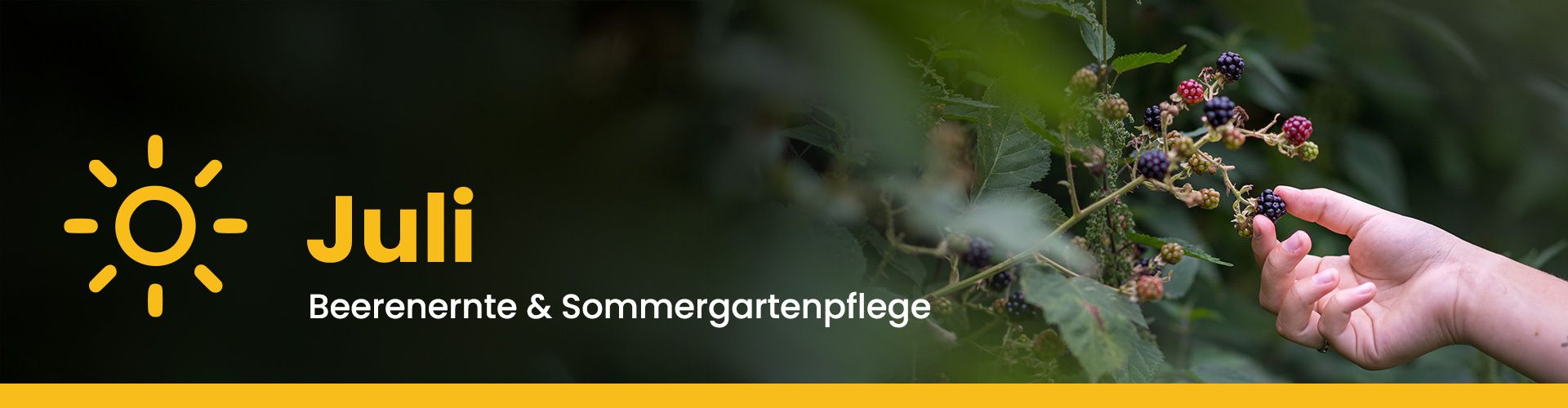 Gartenkalender für den Juli