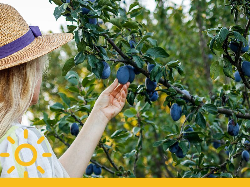 Gartenkalender für den August