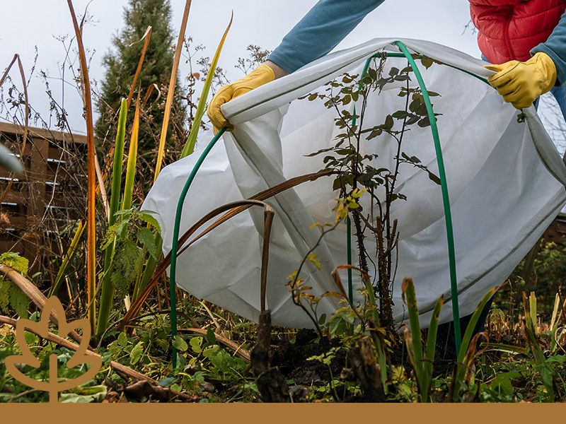 Gartenkalender für den November
