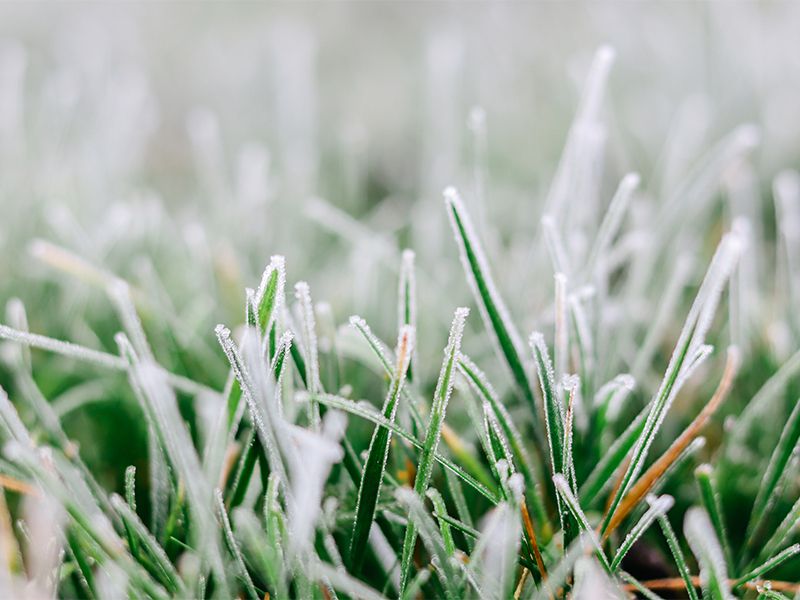 Gartenkalender für Januar