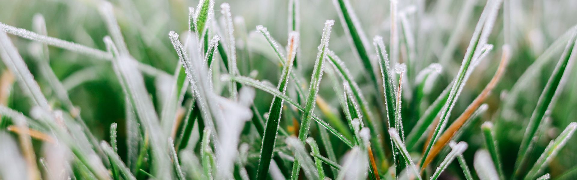 Gartenkalender für Januar